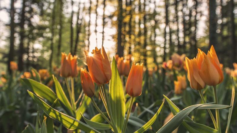 the flowers